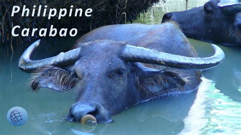 Filipino Carabao (Kalabaw) as an important part of Philippine Life.